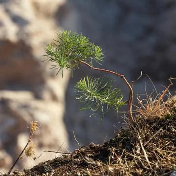 A small green pine tree grows on rocky soi Stock Photos