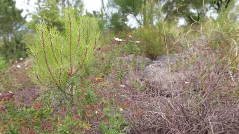 Small green pine tree on wild ground with rocks, grass and sand. Stock Footage 154326052