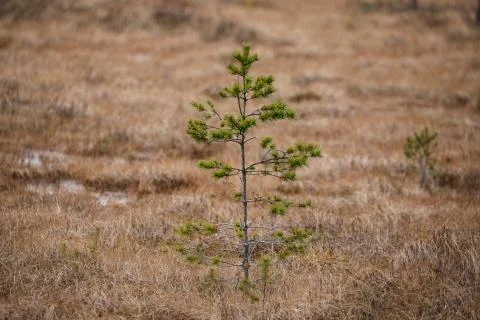 Small green pine in a yellow forest swamp. Stock Photos