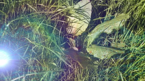 Small green plant being animated in 3D render ground level, featuring ladybug, Stock Footage 308067960