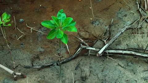 Small Green Plant Emerging From Muddy Coastal Ground Video stock 343070124