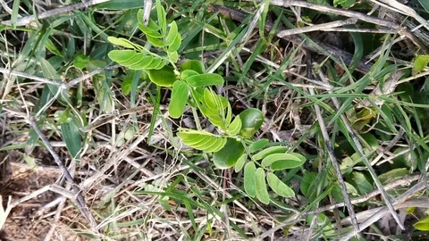 Small green plant Stock Footage 126339695