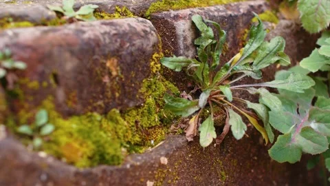Small Green Plant Growing Between Mossy Old Stones 動画素材 336528527