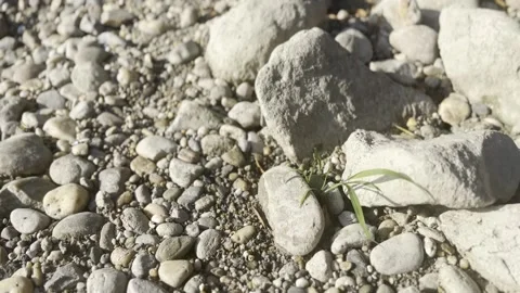 Small Green Plant Growing Between Coastal Rocks Swaying in the Wind Vídeos de archivo 342026718