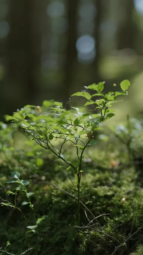 Small Green Plant Growing in a Forest with Soft Natural Light Stock Footage 305909751