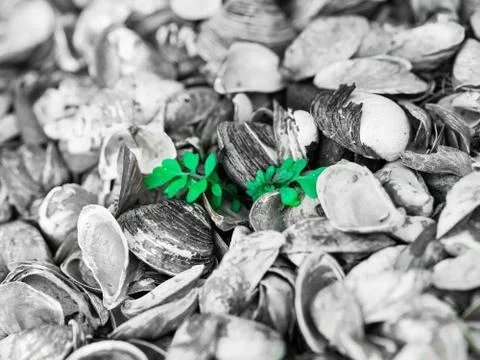 Small green plant growing out of a sea of shells Stock Photos