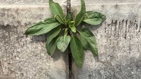 Small Green Plant Growing Through Stone Crack, Spring Nature Close Up Stock Footage 332033973