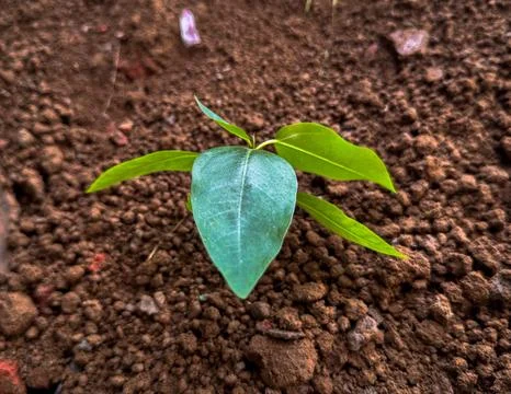 Small Green Plant Sapling Sprouting from Rich Brown Soil Ground Photo Stock Photos