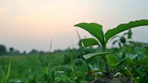 Small Green Plant Sprout Growing In Field Under Evening Sky Stock Footage 345289737