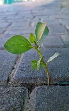 Small green plant sprouting between paving stones on sidewalk Stock Photos