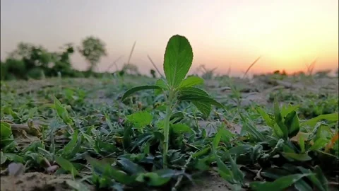 Small Green Plant Sprouting On Rural Ground 库存影片 336036710