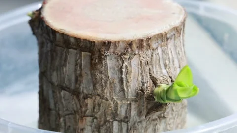 Small Green Plant Sprouting From Tree Stump Bark Stock Footage 333576665