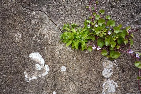 Small green plants and tiny purple flowers growing through a crack in a con.. Stock Photos