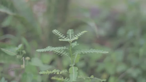 Small Green Plants Close Up Shot Bokeh Stock Footage 233264431