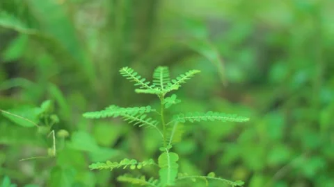 Small Green Plants Close Up Shot Bokeh Stock Footage 234584197