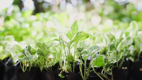 Small green plants Stock Footage 108575610