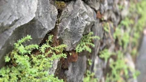 Small green plants growing between large grey stones on a rock wall Stock Footage 312855569