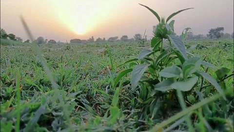 Small Green Plants Growing On Lush Pasture Field 库存影片 337802582