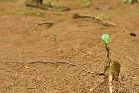Small green plants growing from tree stumps Stock Photos