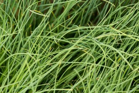 Small green plants Foto stock