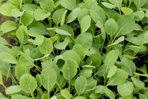 Small green plants Stock Photos