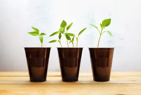 Small green plants Stock Photos