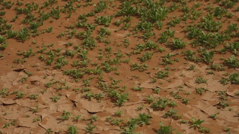 Small green plants sprouting from cracked dry desert soil after rain in Morocco Stock Footage 335960311