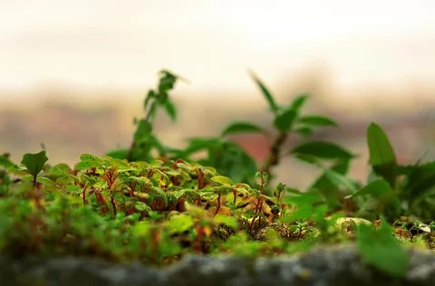 Small green plants sprouting from the ground Stock Photos