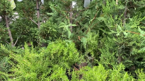 Small green plants in the wind Stock Footage 199936739