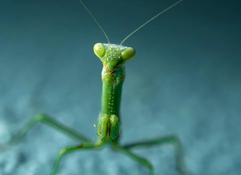 Small Green Praying Mantis Looking Forward Large Eyes Clawed Legs Stock Photos