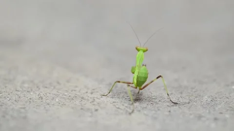 Small green praying mantis nymph walking on gray stone surface outdoors dur.. Stock Footage 339206212