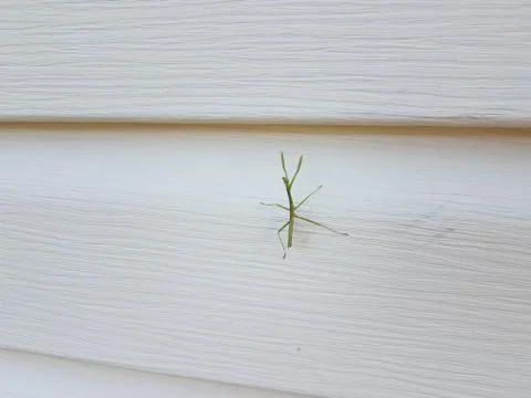 Small green praying mantis on white house siding Stock Photos