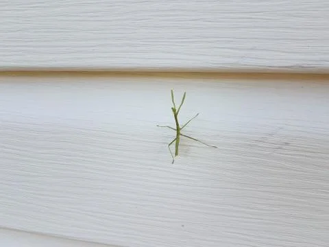 Small green praying mantis on white house siding Stock Photos