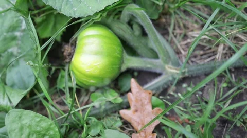 Small green pumpkin growing on the vegetable patch. 库存影片 216908086