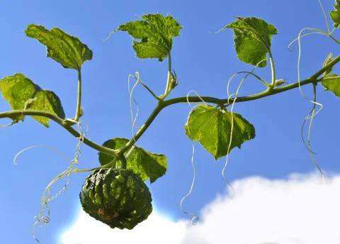 Small green pumpkin Stock Photos