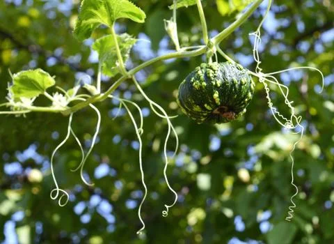 Small green pumpkin Stock Photos
