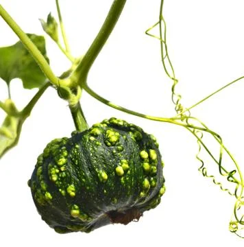 Small green pumpkin Stock Photos