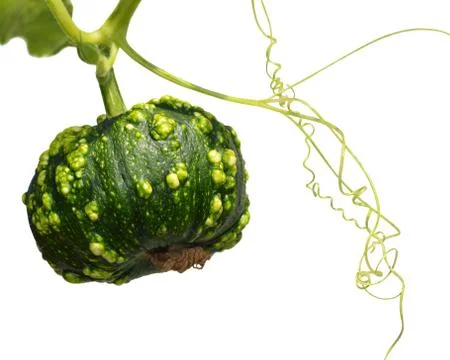 Small green pumpkin Stock Photos