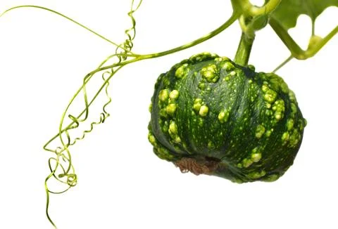 Small green pumpkin Stock Photos