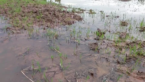 Small green rice seedlings sprouting in a flooded muddy field during monsoon Stock-Footage 336700863