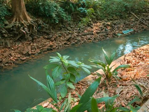 Small green river Foto stock