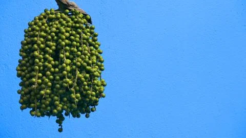 Small green round fruit Stock Photos