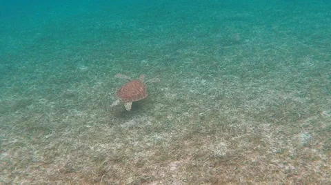 Small Green Sea Turtle Swimming over Grass Video stock 40062002