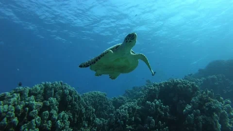 Small green sea turtle swimming by the coral reef in the Red Sea Stock Footage