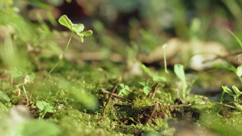 Small green seedling growing on moss forest floor in soft sunlight Stock Footage 329903762