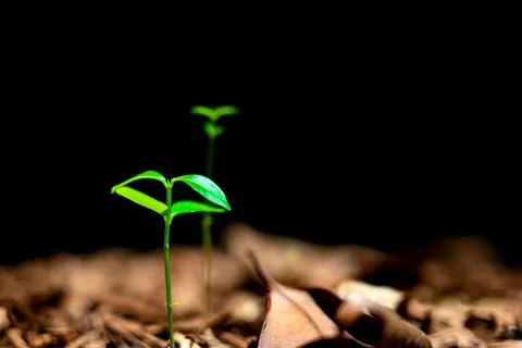 Small Green Seedling Sprouting From Brown Soil and Wood Mulch Stock Photos