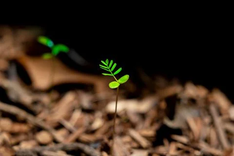 Small Green Seedling Sprouting From Brown Soil and Wood Mulch Stock Photos