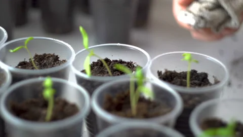 Small green seedlings in plastic cups 4K Stock Footage 106115445