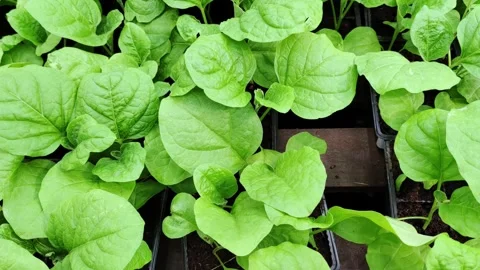 Small green seedlings sprouted in cups before planting in ground. Sprouts. Stock Footage 272566475