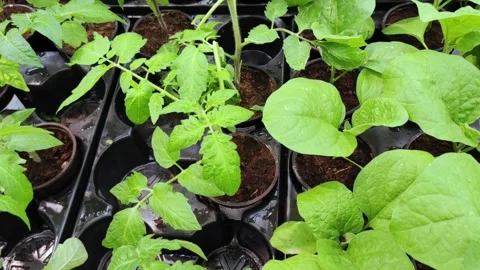 Small green seedlings sprouted in cups before planting in ground. Sprouts. 스톡 동영상 272585985